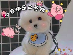 -萌宠之家·腊肠犬·马尔泰·小体犬舍