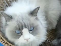 -鼓捣猫呢主题猫咖店
