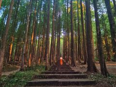 -武陵山森林公园