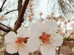 -桃花堤公园
