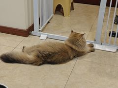 -小猫来了·猫舍(红山六九七九店)