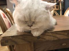 -共舞时光猫咖·狗咖(新街口店)