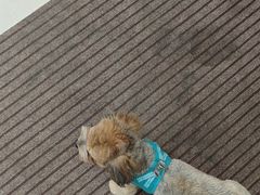 -爱妮康宠物医院·干细胞免疫细胞·肿瘤·心脏(张江店)