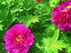 -东华门大街小区