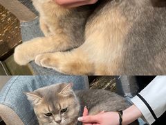 -逗柴咖啡屋·狗咖猫咖宠物桌游