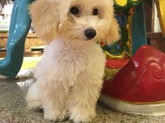 -more than meow吴止猫主题餐厅(承德 中船汇店)