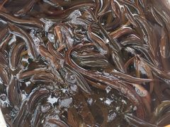 -盘龙黄鳝(盘龙居店)