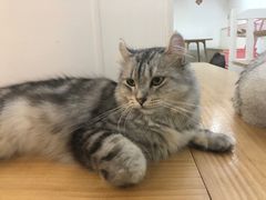 -李小姐の猫咖啡馆(五角场店)