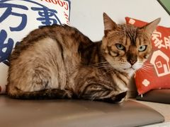 -飞行喵MR PILOT|猫舍·猫咖(静安大融城店)