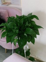 -莲姿娜半永久纹眉皮肤管理