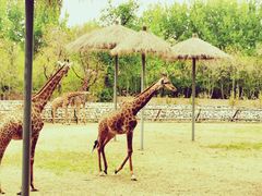 -北京野生动物园