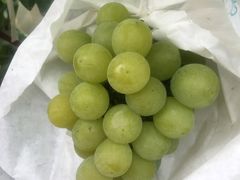 -马陆小张葡萄园农家乐