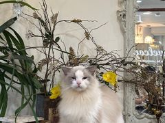-共舞时光猫咖·狗咖(新街口店)