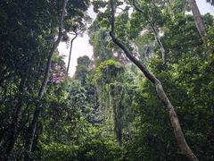 -西双版纳原始森林公园