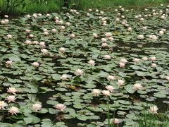 -东莞植物园
