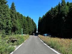 -武陵山森林公园