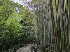 -大屏嶂森林公园