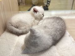 -屋虎猫馆(宝安大仟里店)
