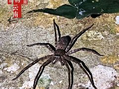 -中国科学院西双版纳热带植物园