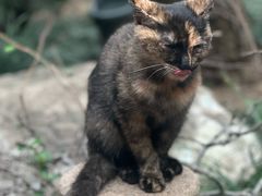 -龙华素斋(龙华路店)