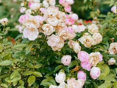 -人民公园(罗湖区)