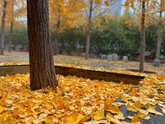 -栗满秋(燕丰西坝河店)