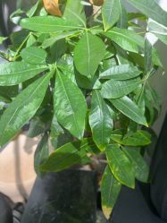 -丹曦·美甲美睫