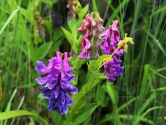 -白草畔自然风景区