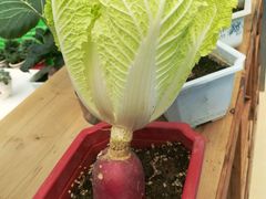 -兰陵国家农业公园