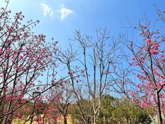 -牛岗山公园