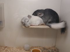 -龙猫仔乐园(惠福东路店)