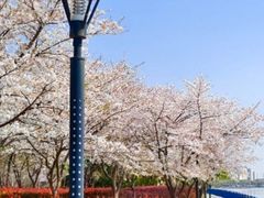 -高东镇樱花园