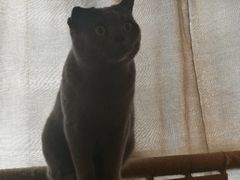 -喵园·猫主题咖啡厅·撸猫·猫咖(国贸店)