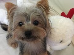 -PETKIT 小佩宠物·低压洗护·美容·寄养(安远店)