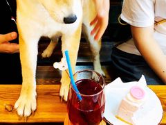 -柴源莊·柴小宠柴犬咖啡