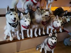 -Husky Go! 哈士奇体验馆·宠物咖啡厅狗咖