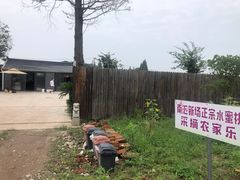 -南汇新场正宗水蜜桃采摘