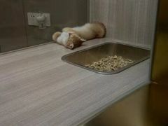 -飞行喵MR PILOT|猫舍·猫咖(静安大融城店)