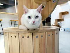 -Heymao猫咖.咖啡厅(东门店)