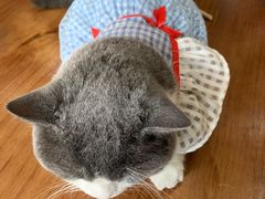 -福尔喵斯探案馆实景搜证·沉浸式剧本杀