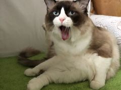 -爱侣宠医·鹦鹉专科·小型哺乳类·异宠专科(灵石路店)