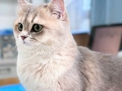 -瑞派·关忠动物医院·猫专科·犬专科(三环新城店)