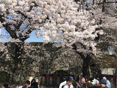 -名古屋城