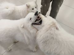 -安格丽娜·狗咖·猫咖羊驼咖(春熙路百盛商场店)