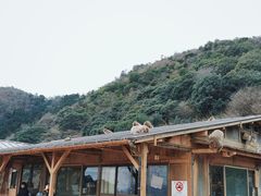 -岚山猴子公园