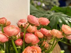 -孟林厨房(798店)