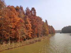 -上海海湾国家森林公园