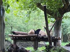 -都江堰中华大熊猫苑