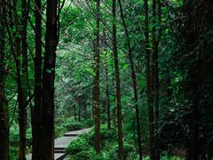 -铁山坪森林公园