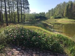 -黄海国家森林公园